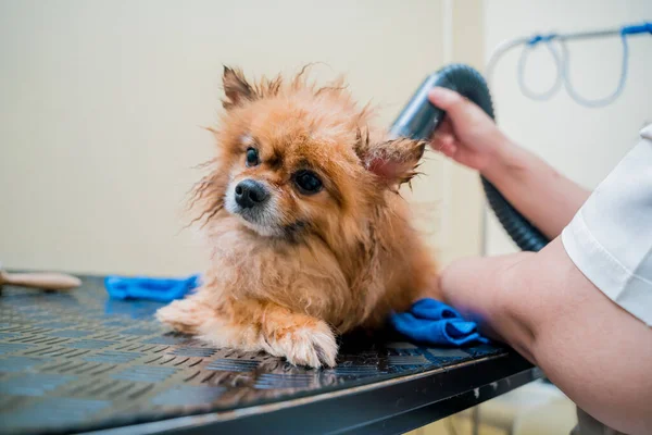 Groomer Blow Dry Pomeranian Dog Washing Grooming Salon — Stock Photo, Image