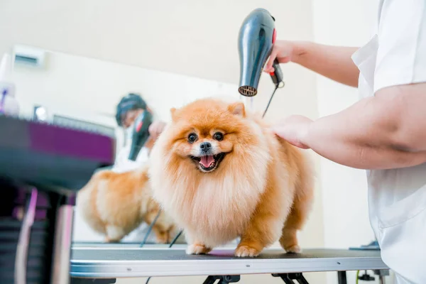 グルーミングサロンで洗浄した後 グルーマーブローはポメラニア犬を乾燥 — ストック写真