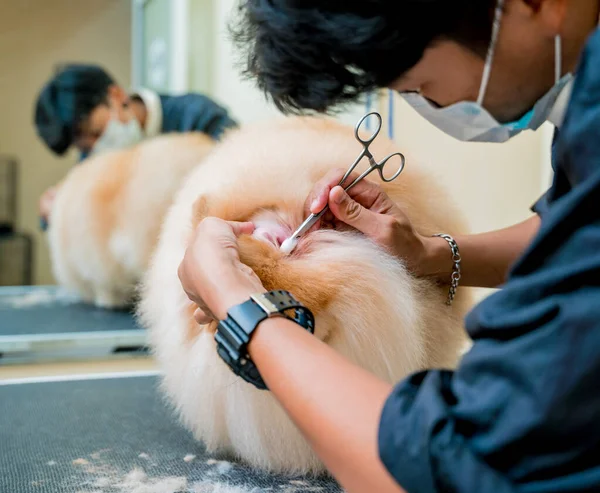 保護面マスク付きグルーミングサロンでポメラニア犬の耳をきれいに — ストック写真