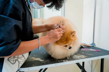 Koruyucu maske takan tımarcı kuaförde Pomeranya köpek kulakları temizliyor