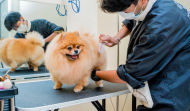 Koruyucu maskeli tımarcı kuaförde Pomeranian köpeği kesiyor.