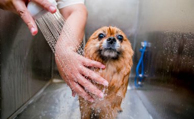 Bakımcı kuaförde Pomeranya köpeği yıkıyor..