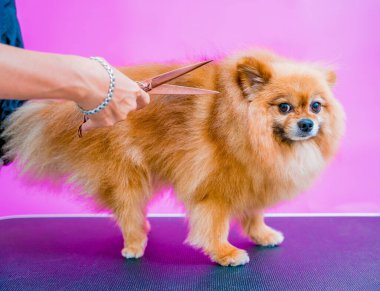 Groomer kuaförde Pomeranya köpeği kesiyor.