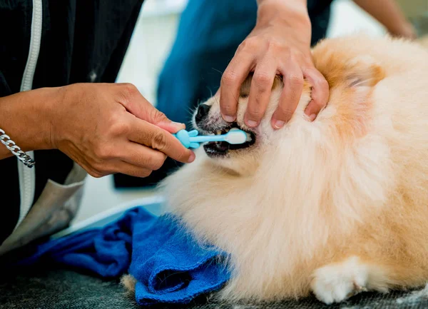 Groomer Reinigt Pomeranian Hond Tanden Bij Grooming Salon — Stockfoto