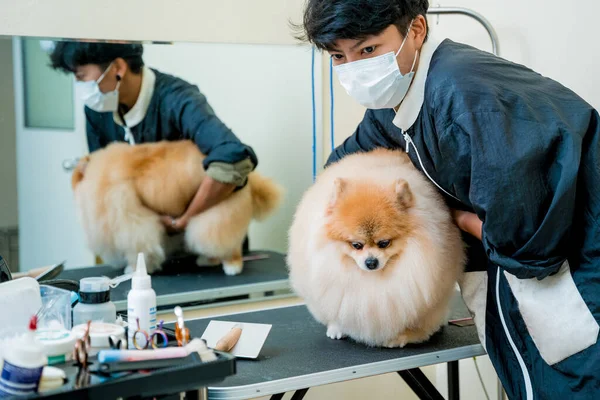 stock image Groomer with protective face masks cutting Pomeranian dog at grooming salon