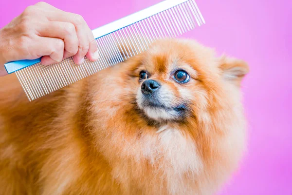 Groomer Snijden Pomeranian Hond Bij Grooming Salon — Stockfoto