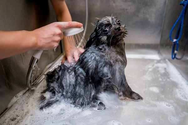 Peluquero Lavando Perro Pomerania Baño Salón Aseo —  Fotos de Stock