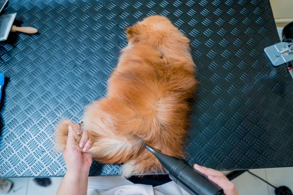 美容师在美容美发沙龙洗完后 吹干了一只波美拉尼亚狗 — 图库照片