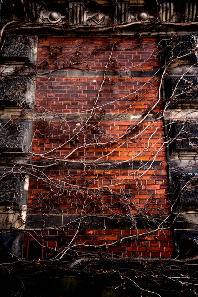 Wild Ivy Bushes Climbing Old European Building Facade — Stock Photo, Image