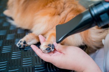 Bakımcı kuaförde yıkandıktan sonra Pomeranya köpeğini kurutur..