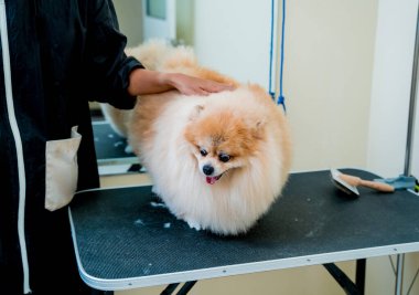 Koruyucu maskeli bir tımarcı kuaförde Pomeranya köpeği kesiyor.
