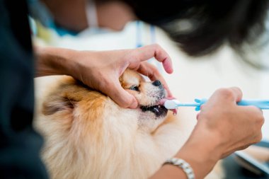 Tımarcı kuaförde Pomeranya köpek dişlerini temizliyor.