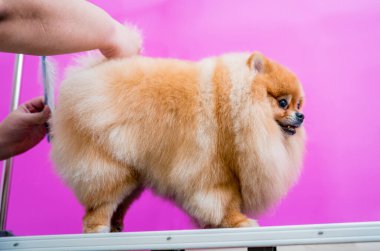 Koruyucu maskeli bir tımarcı kuaförde Pomeranya köpeği kesiyor.