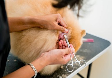 Bakımcı kuaförde Pomeranya köpek kulakları temizliyor