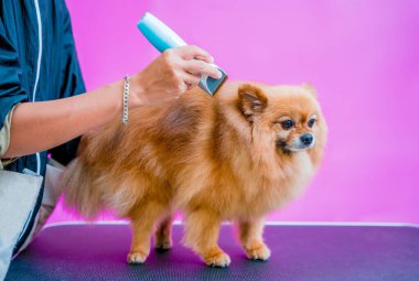 Groomer kuaförde Pomeranya köpeği kesiyor.