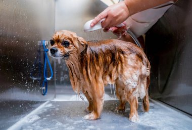 Bakımcı kuaförde Pomeranya köpeği yıkıyor..