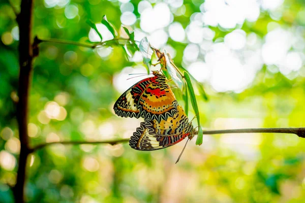 Immagine Una Farfalla Sul Fiore Con Sfondo Sfocato — Foto Stock