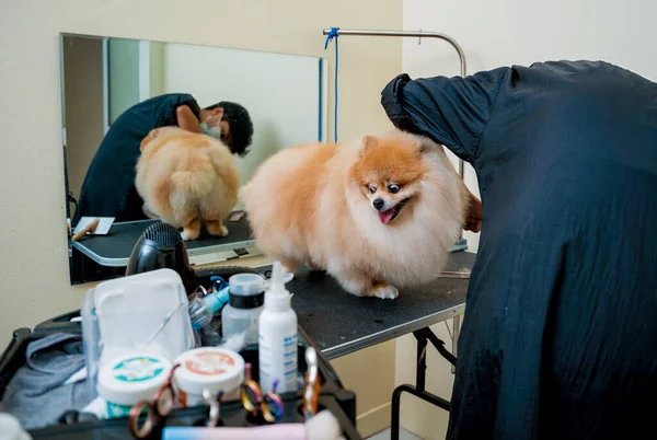 Groomer Ochrannými Obličejovými Maskami Řezání Pomeranian Pes Kadeřnictví — Stock fotografie