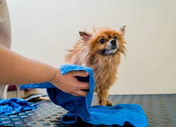 Groomer Wipes Pomeranian Dog Washing Grooming Salon — Stock Photo, Image
