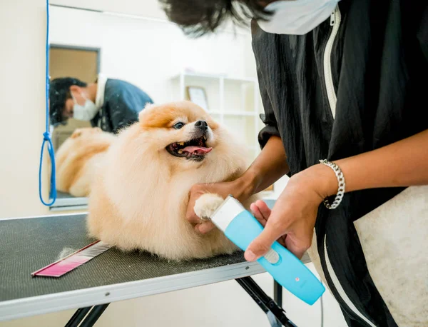 Groomer Polijsten Klauwen Een Pommerse Hond Bij Grooming Salon — Stockfoto