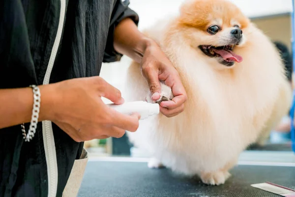 Pfleger Poliert Krallen Eines Pommerschen Hundes Pflegesalon — Stockfoto