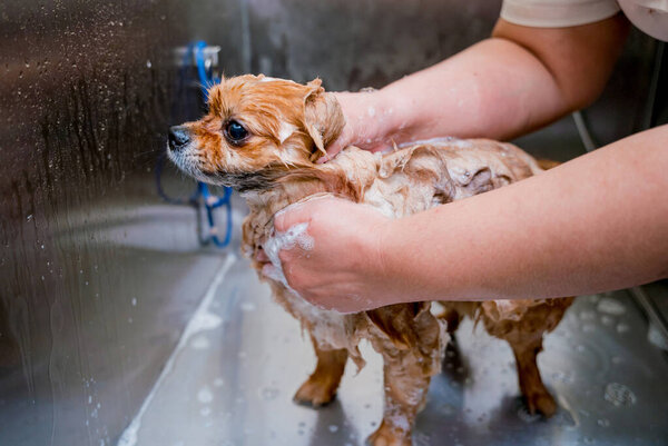 Грумер моет померанскую собаку в бане парикмахерской.