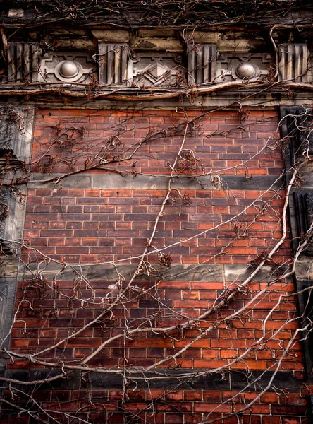 Дикі Плюшеві Кущі Піднімаються Старий Європейський Фасад Будівлі — стокове фото
