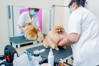 Koruyucu maskeli bir tımarcı kuaförde Pomeranya köpeği kesiyor.