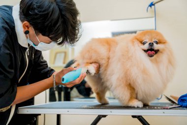 Koruyucu maskeli tımarcı kuaförde Pomeranian köpeği kesiyor.