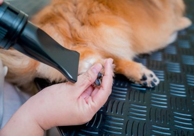 Bakımcı kuaförde yıkandıktan sonra Pomeranya köpeğini kurutur..