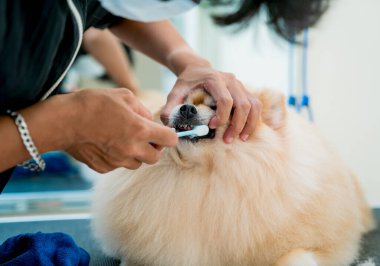 Tımarcı kuaförde Pomeranya köpek dişlerini temizliyor.
