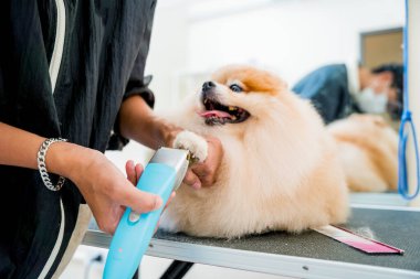 Tımarcı pençelerini cilalıyor kuaförde Pomeranya köpeği.