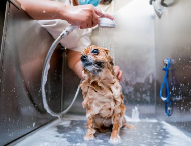Bakımcı kuaförde Pomeranya köpeği yıkıyor..