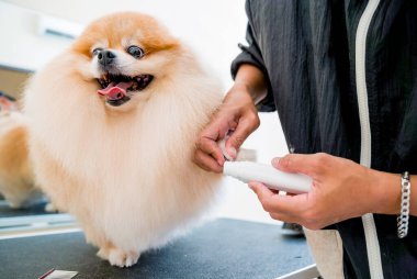Tımarcı pençelerini cilalıyor kuaförde Pomeranya köpeği.