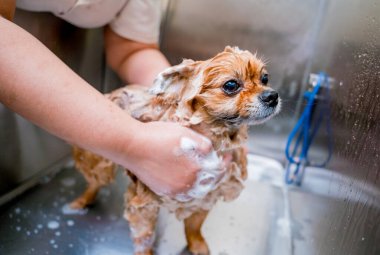 Bakımcı kuaförde Pomeranya köpeği yıkıyor..