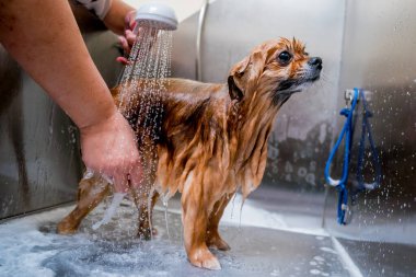 Bakımcı kuaförde Pomeranya köpeği yıkıyor..