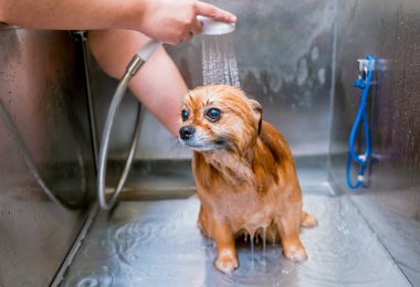 Bakımcı kuaförde Pomeranya köpeği yıkıyor..