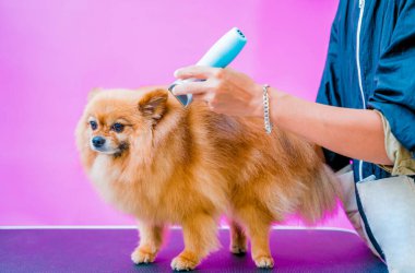 Groomer kuaförde Pomeranya köpeği kesiyor.