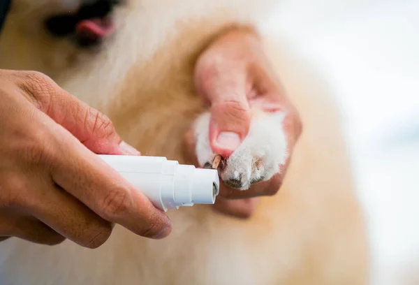 Groomer polishing claws a Pomeranian dog at grooming salon.