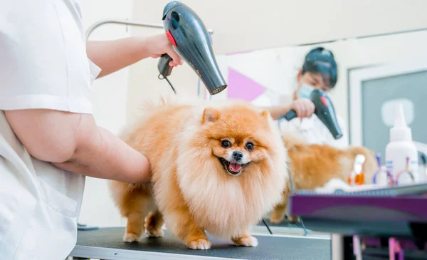 Groomer Föhnen Een Pomeranian Hond Het Wassen Bij Grooming Salon — Stockfoto
