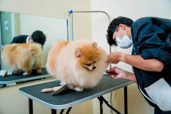 stock image Groomer with protective face masks cutting Pomeranian dog at grooming salon