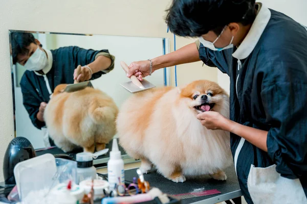 Groomer Met Beschermende Gezichtsmaskers Snijden Pomeranian Hond Bij Verzorging Salon — Stockfoto