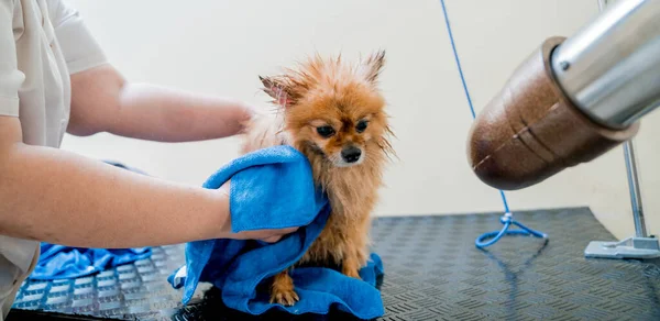 Groomer Wipes Pomeranian Dog Washing Grooming Salon — Stock Photo, Image