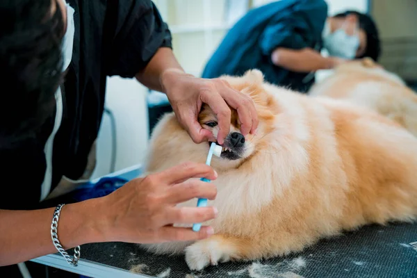 Groomer cleans s Pomeranian dog teeth at grooming salon