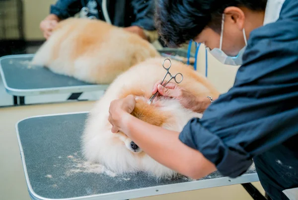 Groomer Met Beschermend Gezichtsmasker Reinigt Pomeranian Hondenoren Bij Verzorgingssalon — Stockfoto