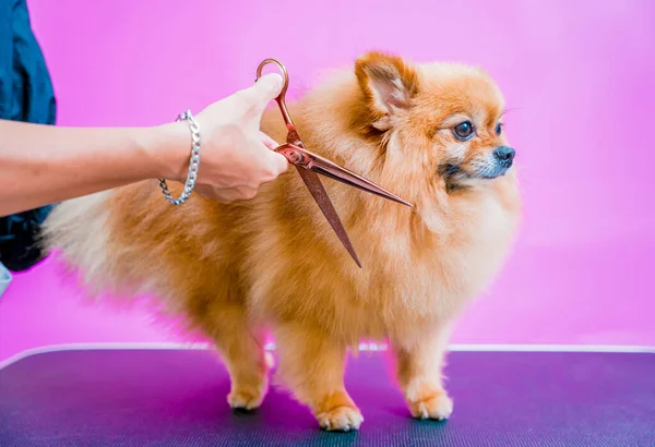 Groomer Cutting Pomeranian Dog Grooming Salon — Stock Photo, Image