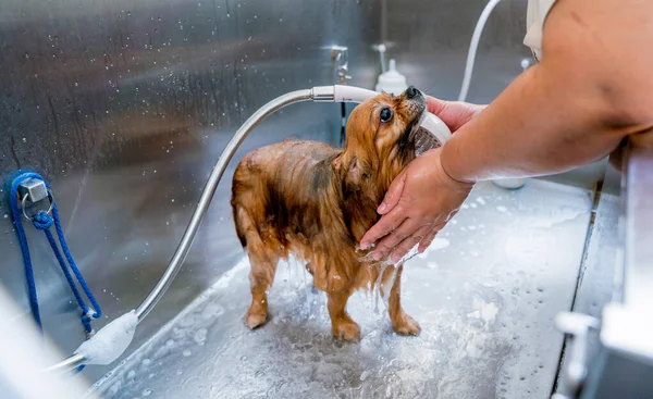 Groomer Lavar Cão Pomerânia Banho Salão Arrumação — Fotografia de Stock