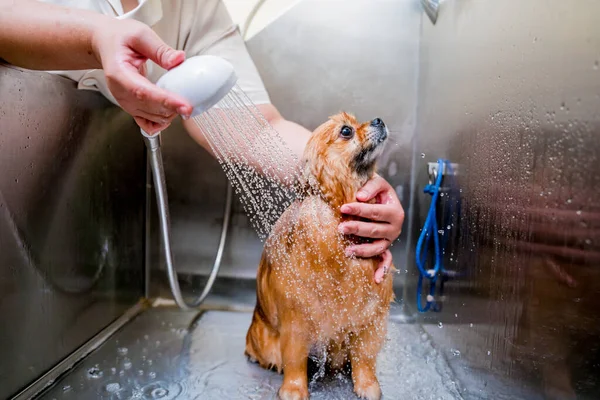 在美容美发沙龙的浴室里洗波美拉尼亚狗的新郎 — 图库照片