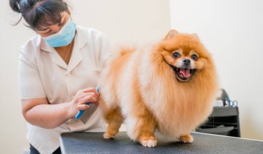 Koruyucu maskeli bir tımarcı kuaförde Pomeranya köpeği kesiyor.