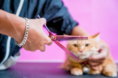 Groomer kuaförde güzel kırmızı bir kedi kesiyor.